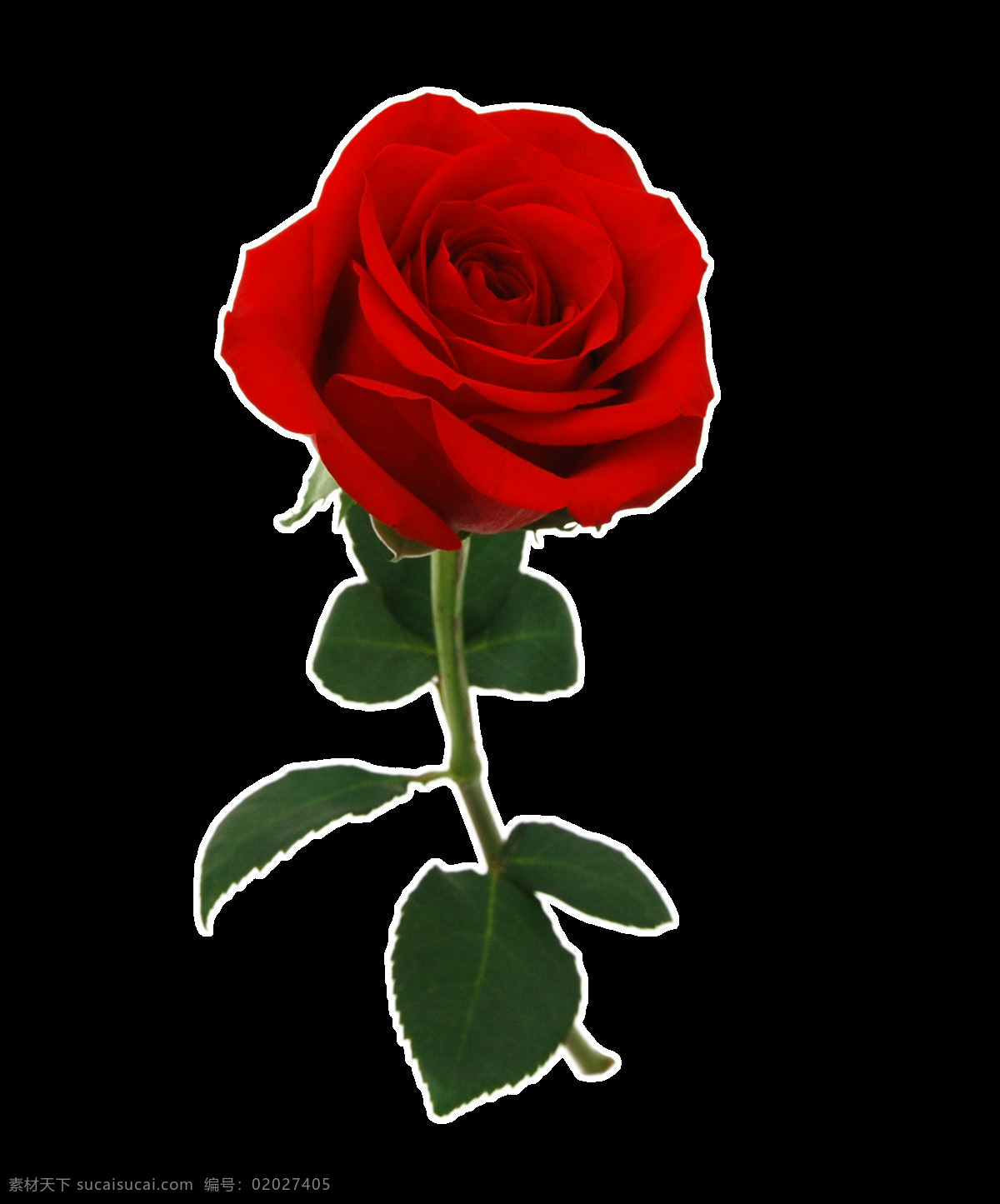 精致 玫瑰花 元素 七夕 情人 设计元素 节日素材 红玫瑰 独枝 花 广告素材
