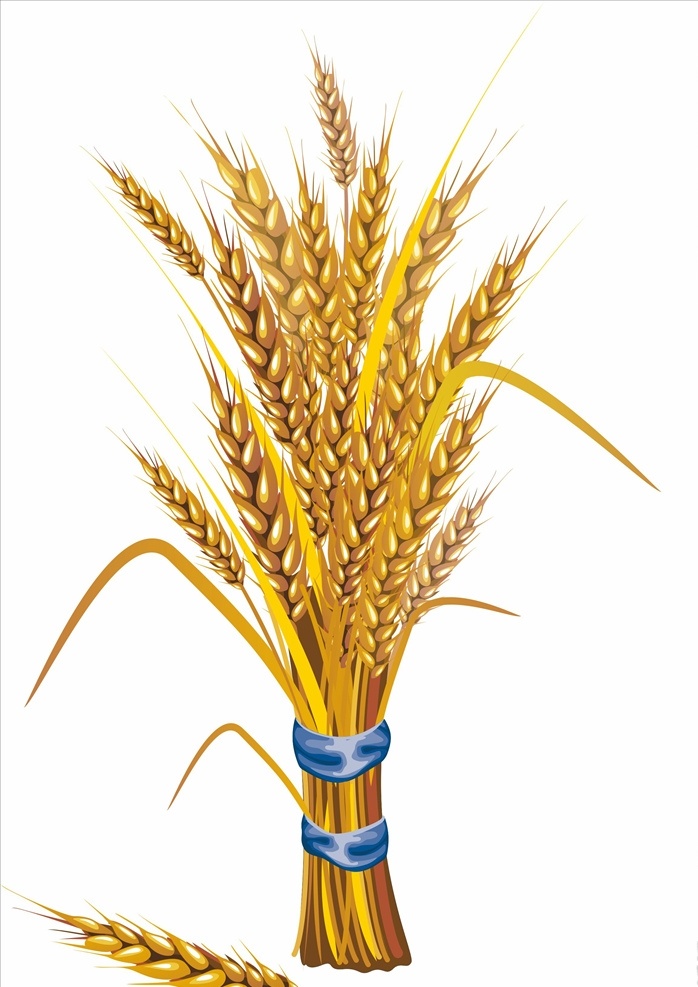 麦穗图片 麦穗 食物 实物 农作物 分层