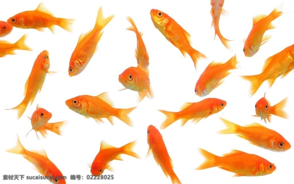 红金鱼 鱼 生命之源 新鲜 红色 金鱼 免扣素材 生物世界 鱼类