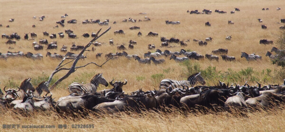 非洲野生动物 非洲大草原 非洲草原动物 动物迁徙 非洲动物 角马 大羚羊 犀牛 斑马 羚羊 野生动物 生物世界