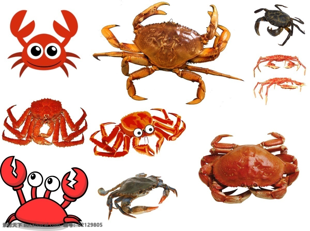 螃蟹 免 扣 高清 素材图片 螃蟹png 高清螃蟹图片 文件 螃蟹免扣素材 螃蟹素材 各种 生物世界 野生动物