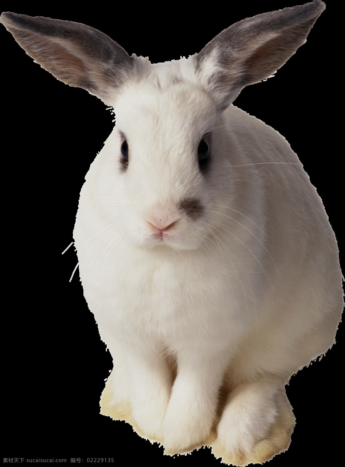 可爱 可爱的兔子 可爱小兔子 小兔子 小白兔 萌宠 小宝贝 小可爱 灰兔 肉兔 野兔 兔肉 家养宠物 家兔 垂耳兔 中毛兔 黄色兔子 小动物 宠物 荷兰兔 宠物兔子 复活节 可爱兔子 黑兔 大白兔 生物世界 野生动物 动物