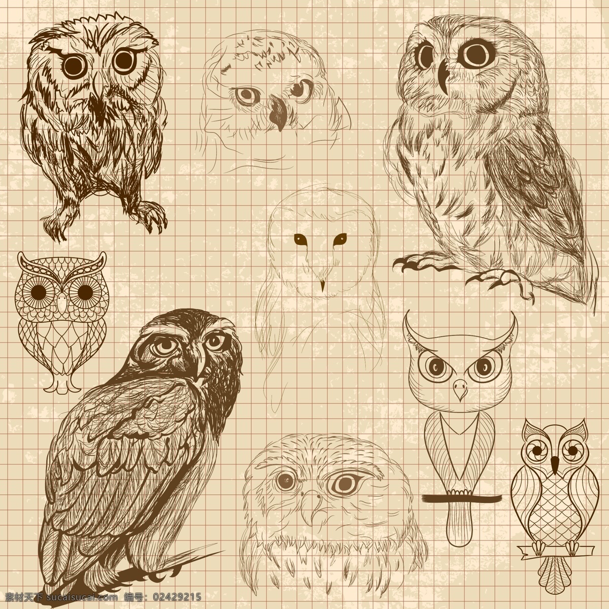猫头鹰的草图 背景纹理线 自然 鸟 动物 手绘 可爱的涂鸦 猫头鹰 素描 绘画 分支 涂鸦 画出来的 野生的 粗略的 爪 野生动物 智慧