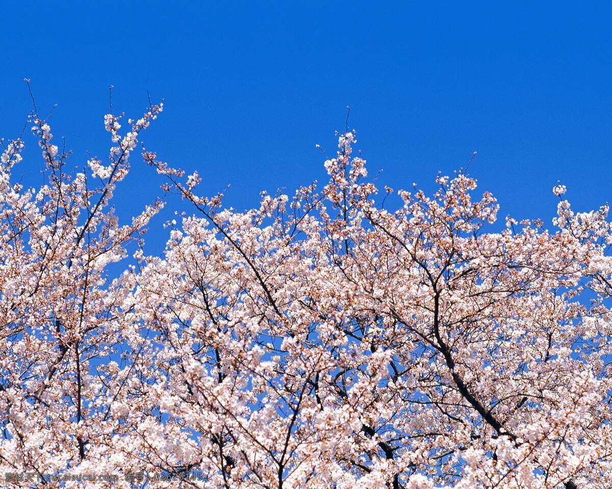 春暖花开 背景 风景 花 花草 花季 摄影图库 植物世界 自然风景 自然景观 花的季节