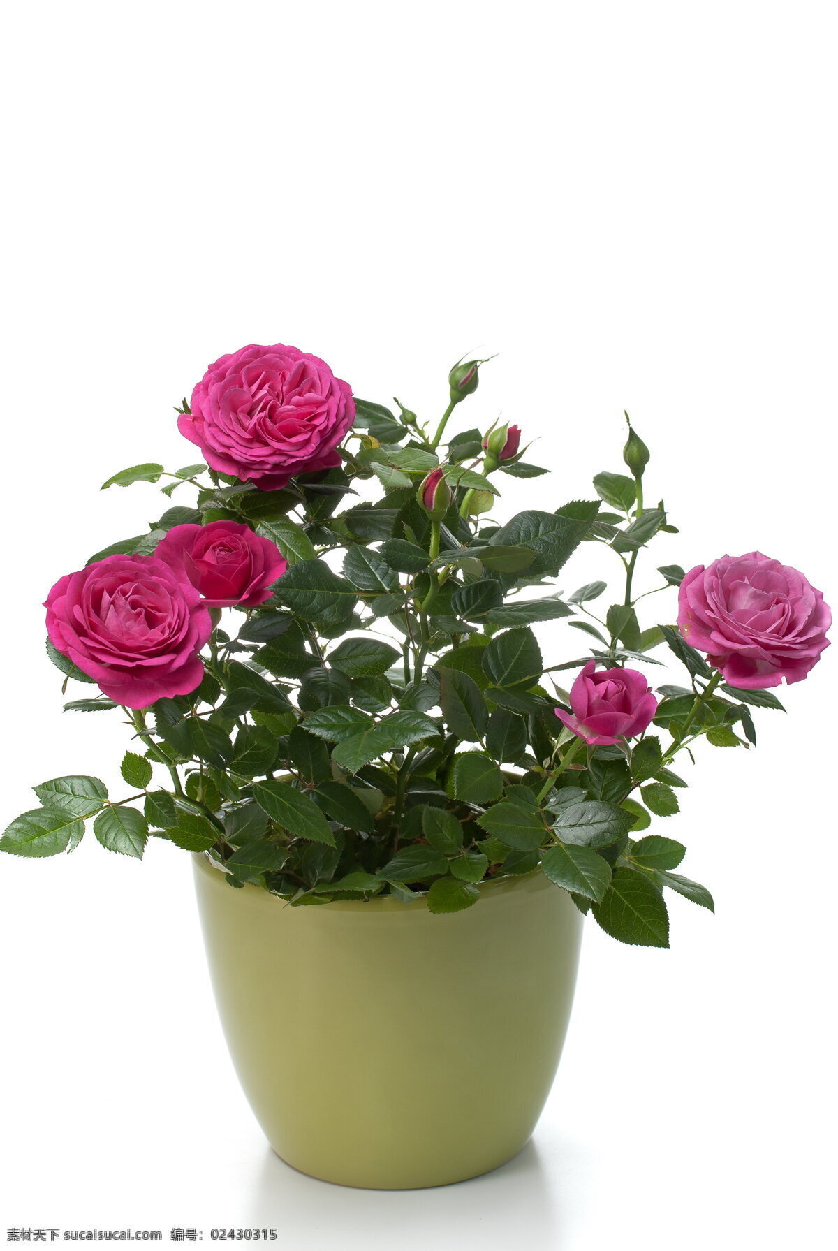 盆栽花卉 玫瑰花 花盆 盆栽 玫瑰 绿叶 叶子 鲜花 花朵 花卉 花草 植物 生物世界