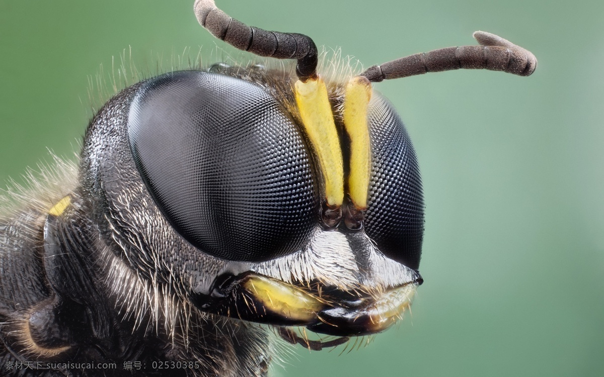 昆虫 昆虫图片 蜜蜂 生态 生物世界 自然界 昆虫纲 节肢动物门 insect 无骨骼 昆虫系列一