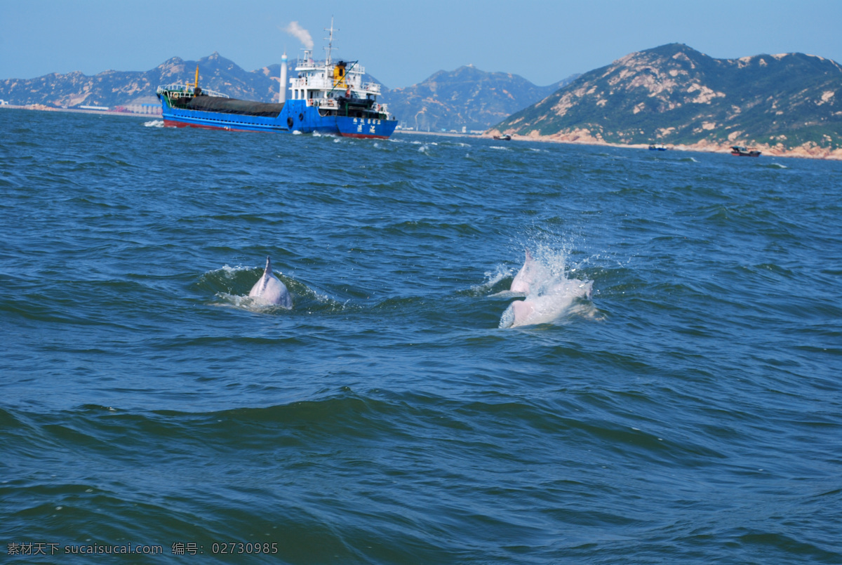 中华白海豚 白海豚 嬉戏 中华 白海 豚 保护区 海洋 远山 海豚 海洋生物 生物世界