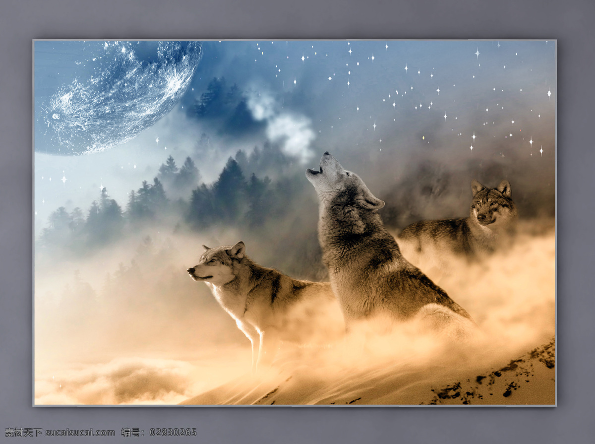 灰狼 大灰狼 海报 动物 野生动物 野狼 生物 狼背景 狼摄影 摄影动物狼