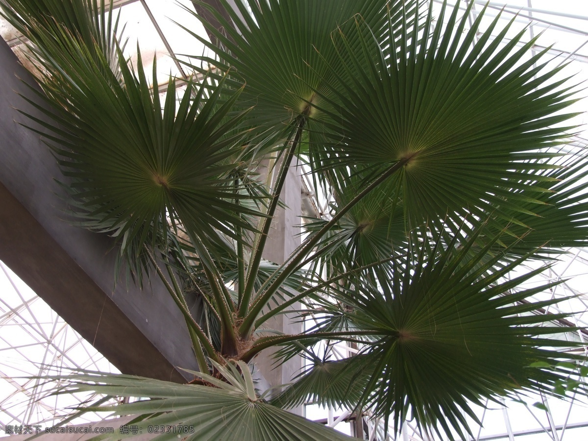 棕榈 树木 棕榈科 别名 棕树 山棕 唐棕 常绿乔木 叶形如扇 聚生顶端 叶可制扇 帽等工艺品 花草树木 树木树叶 生物世界