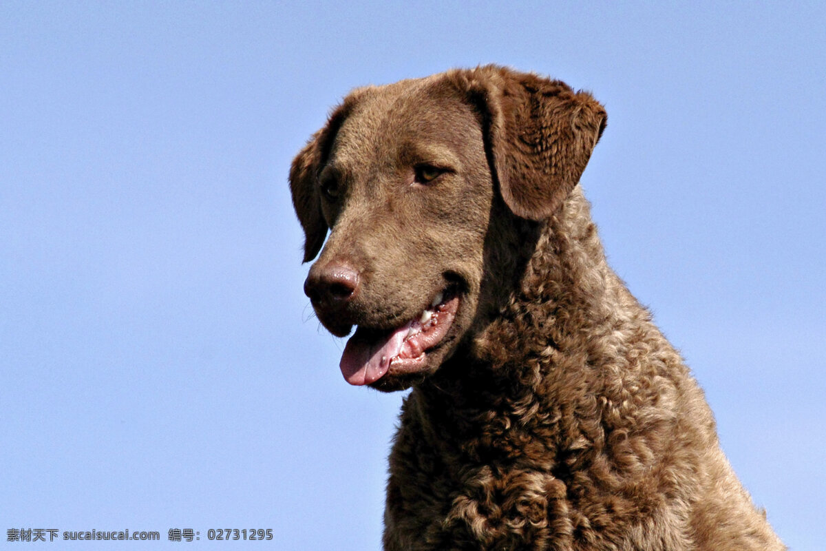 可爱 卷 毛 狗 小狗 犬 小狗图片 宠物狗 名贵犬种 宠物狗图片 小狗图片大全 宠物 小动物 狗狗图片 生物世界