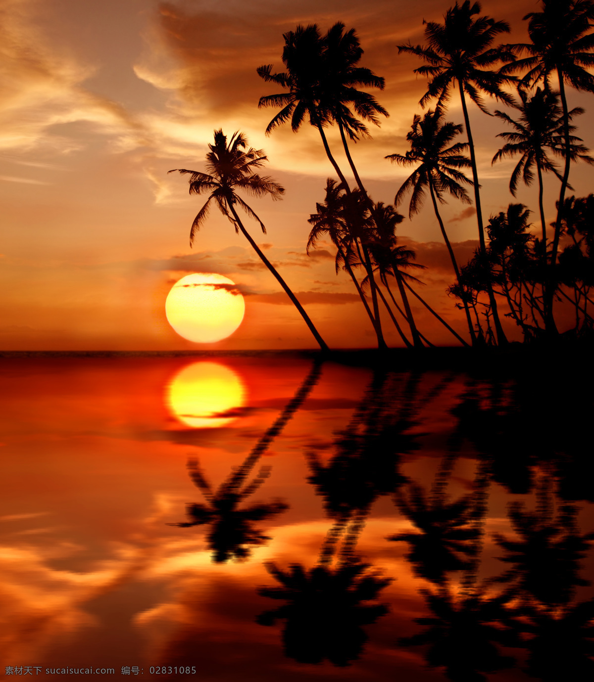 海面 上 椰子树 太阳 倒影 海洋 落日 风景图片 大海图片