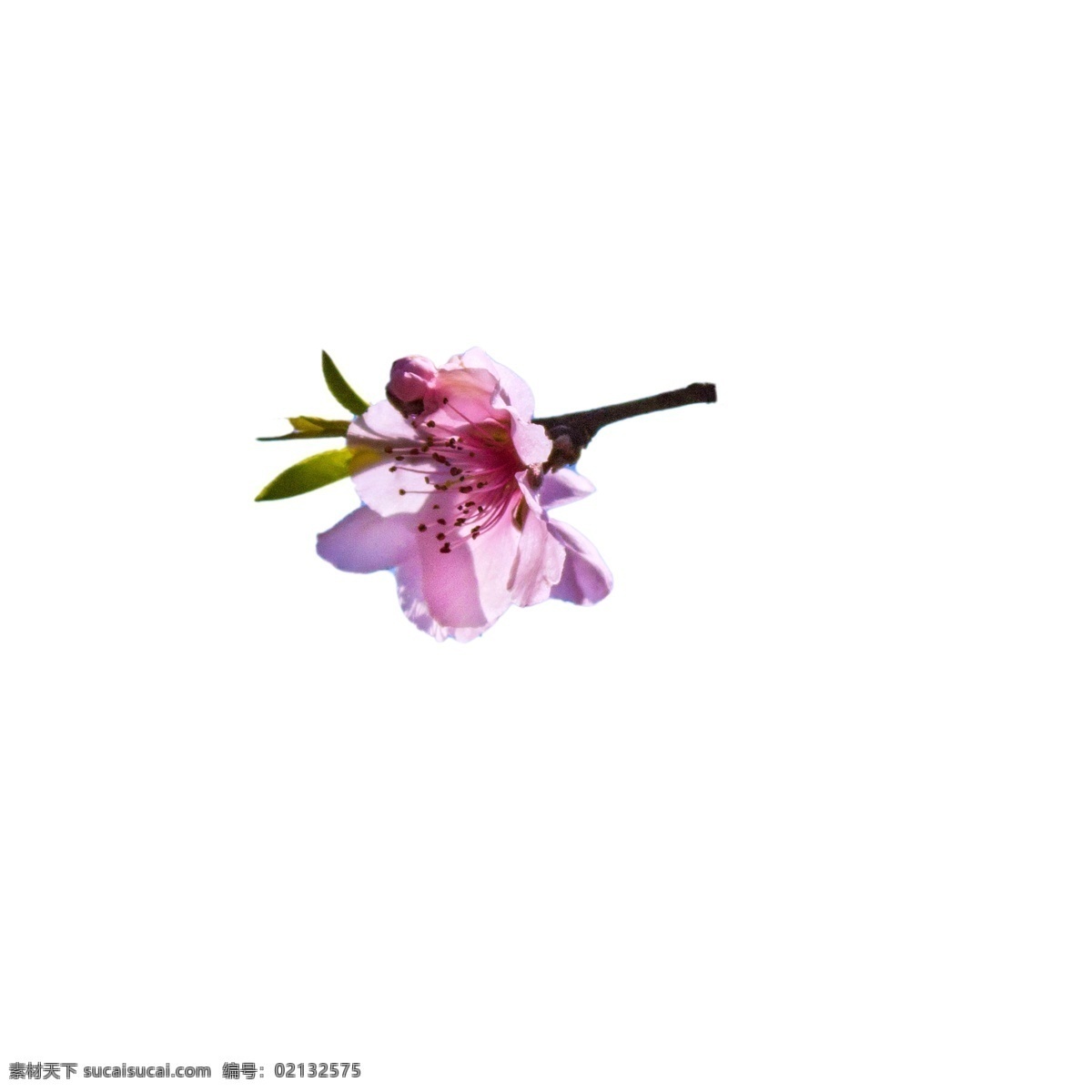 春天 粉色 鲜花 粉色花朵 美丽鲜花 盛开的鲜花 卡通插图 创意卡通下载 插图 png图下载