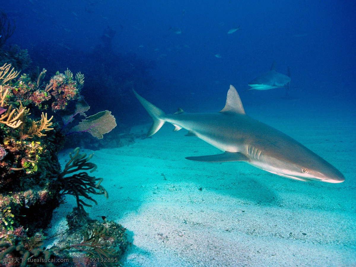海洋鲨鱼 海底 海洋 蓝色 珊瑚 鲨鱼 鱼 海底美景 群 自然风景 自然景观 海洋生物 生物世界 鱼类