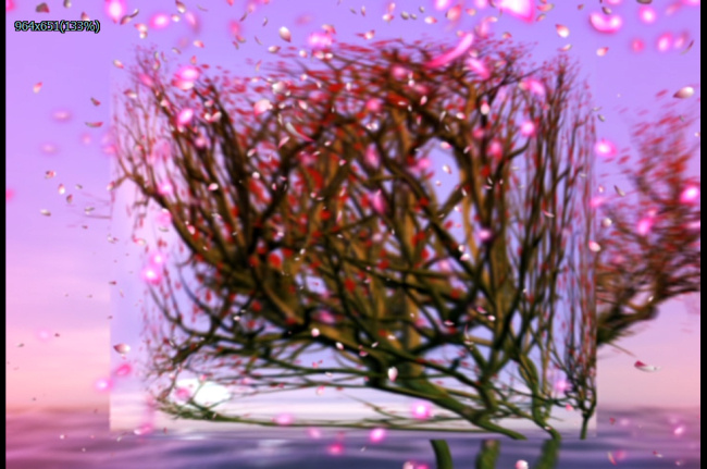 花瓣 飘飞 视频 高清 动态 特效 背景