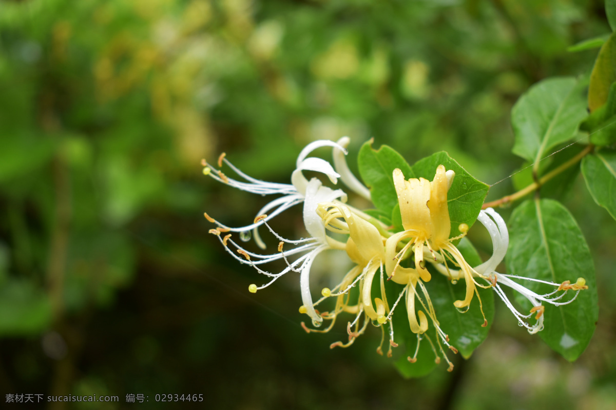 忍冬 春雨 水滴 露珠 花儿 雨后 田野 自然景观 自然风景