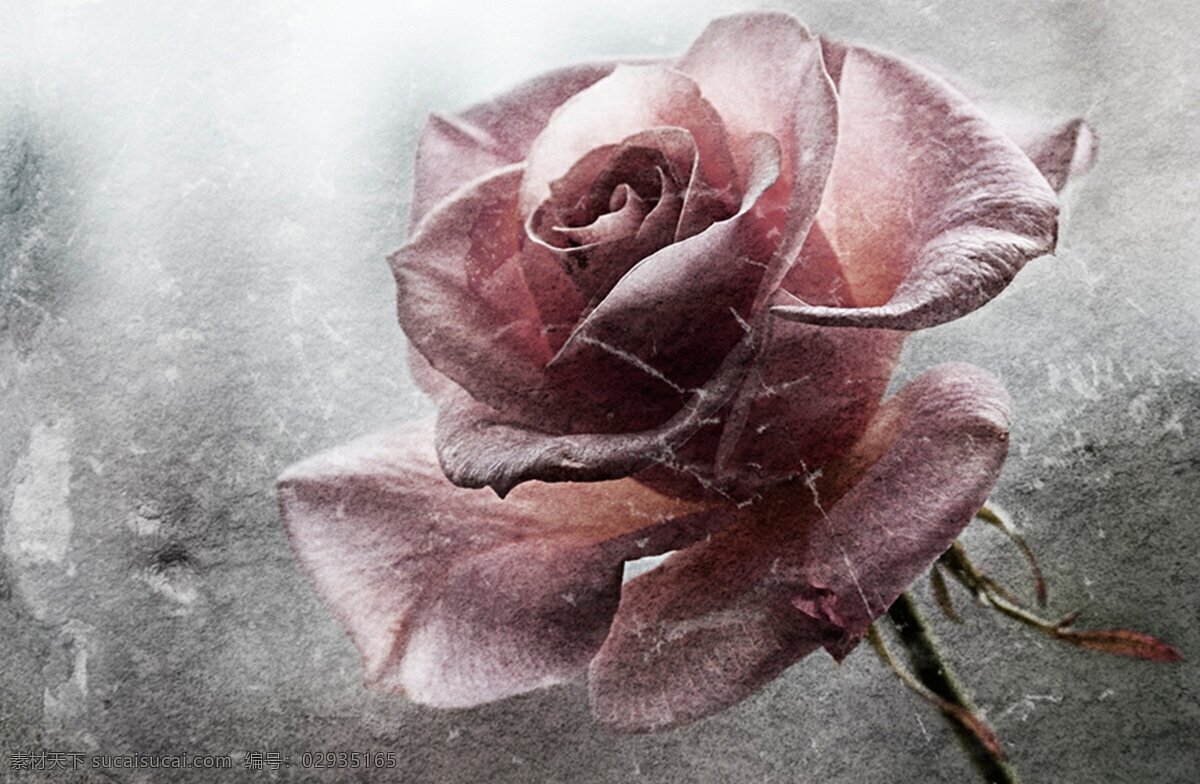鲜花 鲜花背景 高清鲜花 花 花背景 唯美 唯美背景 花朵 玫瑰 rose 石榴花 芙蓉花 荷花 栀子花 山茶花 茶梅花 桃花 樱花 杏花 梨花 月季花 玫瑰花 茉莉花 蔷薇花 迎春花 海棠花 兰花 桂花 菊花 梅花 丁香花 金银花 凌霄花 水仙花 那些花儿 生物世界 花草