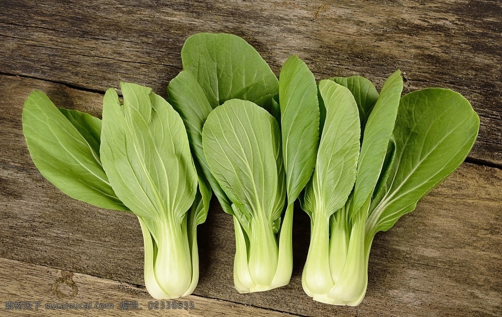 蔬菜 上海青 上海青合集 营养 新鲜上海青 蔬菜摄影 中国蔬菜 生物世界