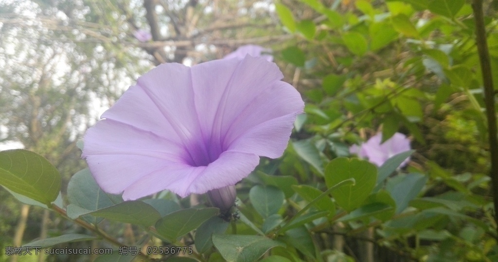 牵牛花 花 花卉 花朵 喇叭花 紫色花 粉色花 植物 生物世界 花草