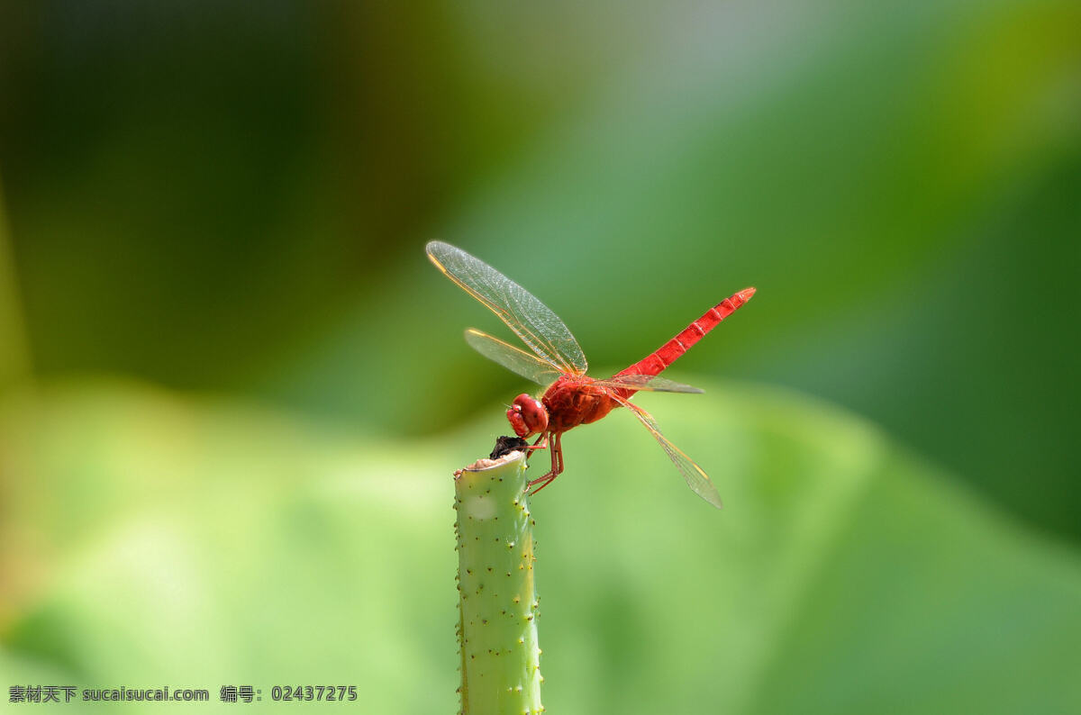 红 蜻蜓 高清 红蜻蜓 美丽蜻蜓 唯美蜻蜓 飞禽