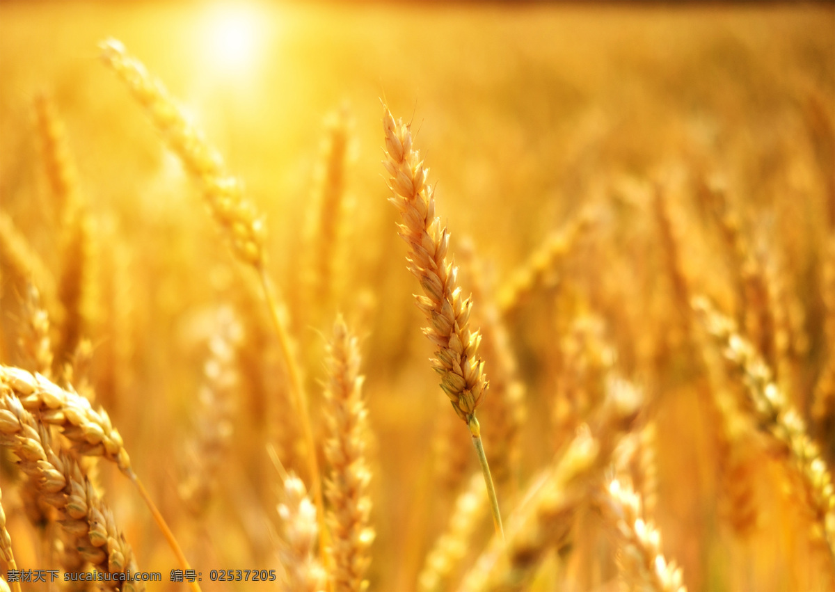 稻谷 稻米 水稻 麦子 阳光 夕阳 谷子 小麦 大麦 粮食 农作物 丰收 收获 草 植物 稻穗 穗