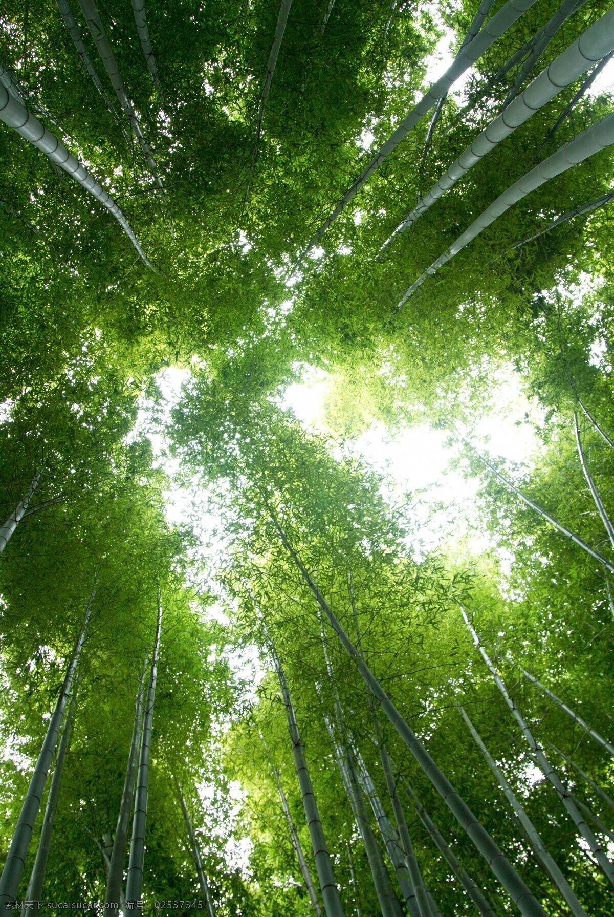 竹子 青竹 翠竹 竹叶 竹林 竹竿 竹子竹林 生物世界 树木树叶