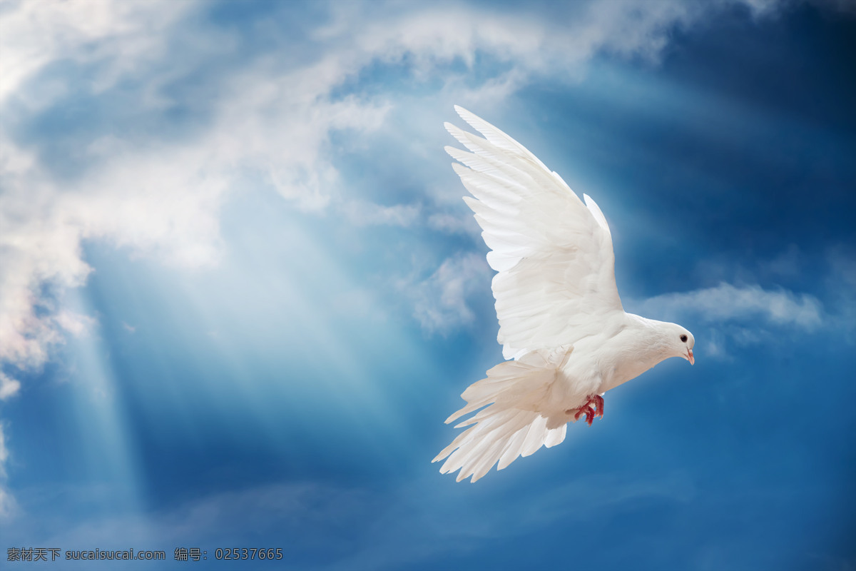 飞翔 鸽子 高清 图 蓝天 天空 白鸽 飞鸟 空中飞鸟 生物世界