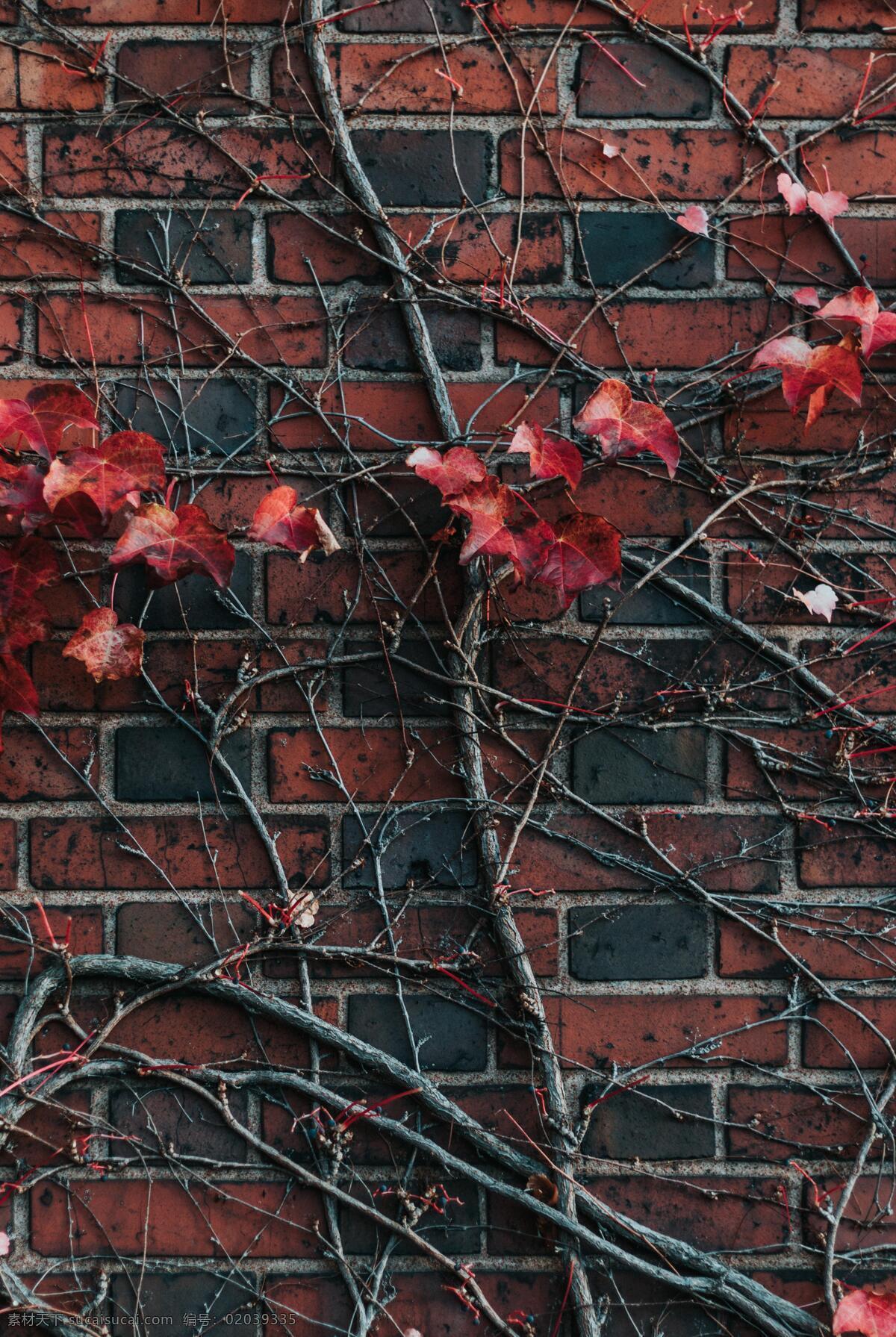 墙上植物 墙 植物 生命力 生机 花 美丽 孤独 红色 复古 老 背景 质感 环境 场景 电影场景 纹理 表面纹理 墙壁 树枝 树叶 树 生活百科 生活素材