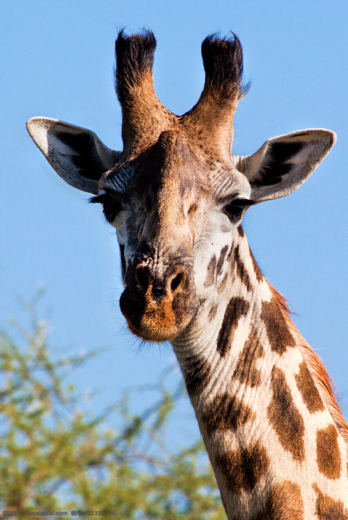 长颈鹿特写 长颈鹿 动物 生物 野生动物 自然风景 自然景观 黑色