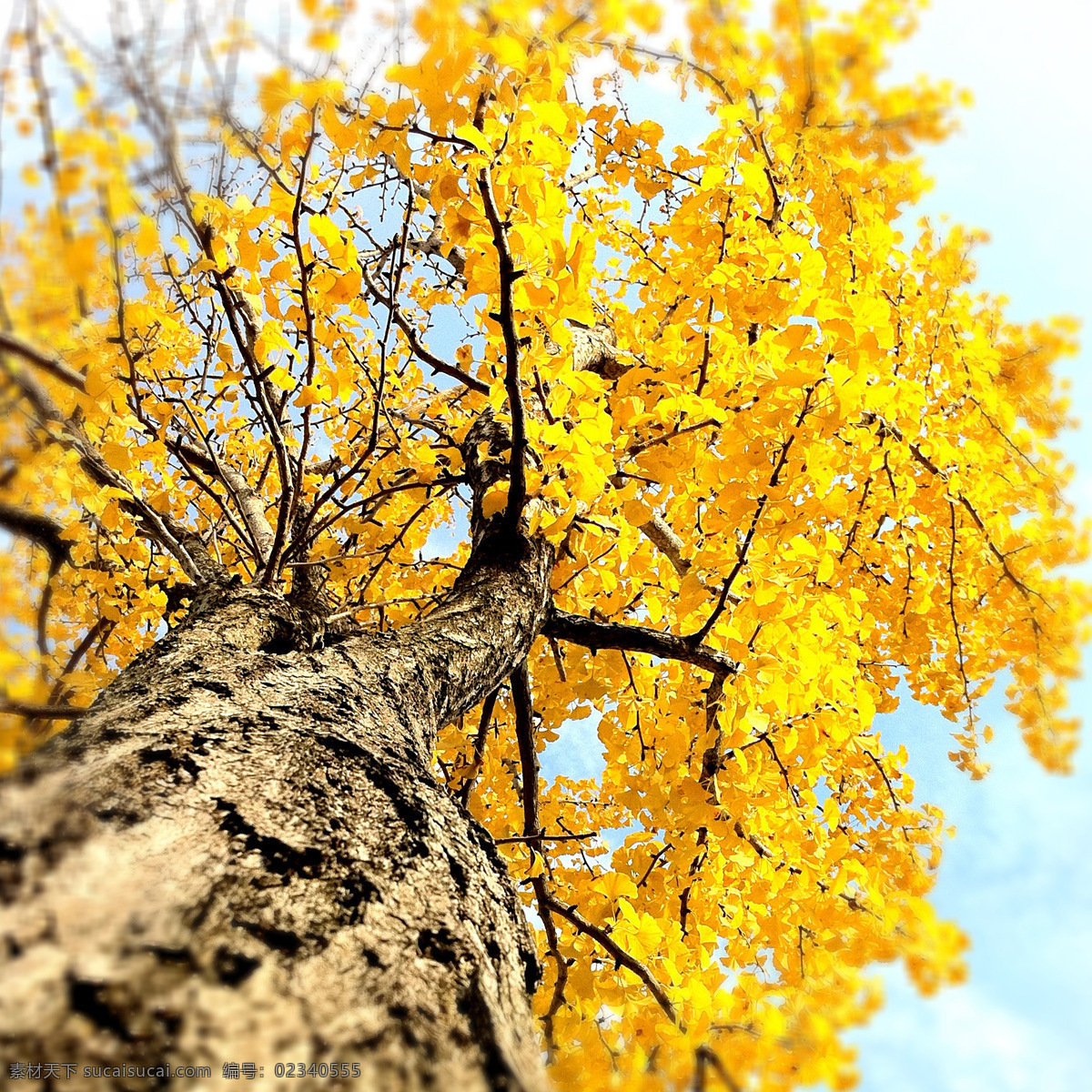 黄色 银杏 树叶 秋天 落叶 仰望 树木树叶 生物世界
