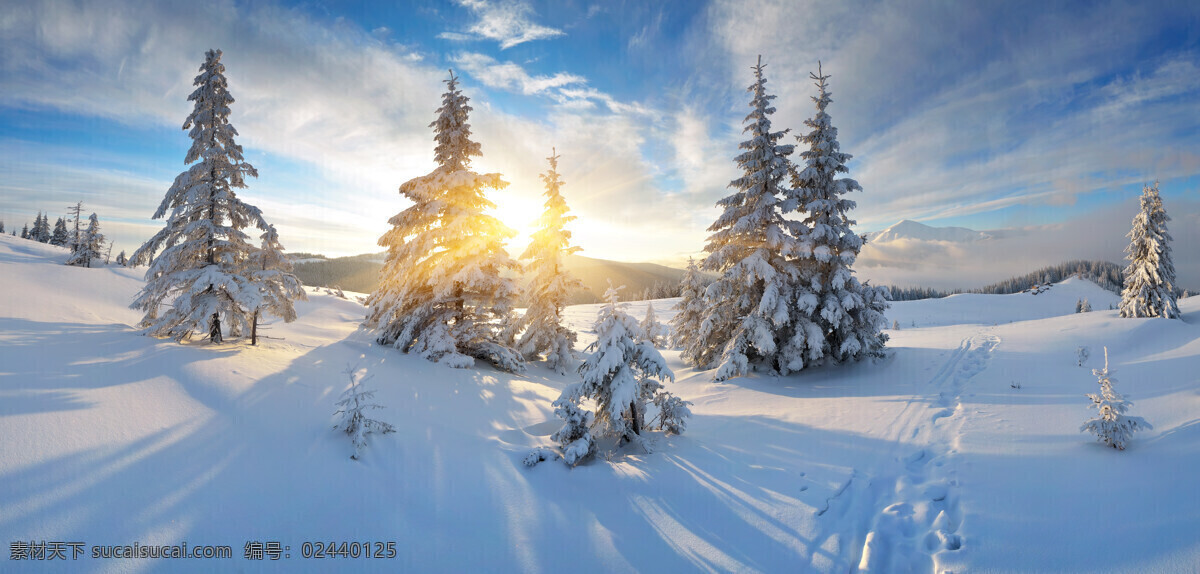 雪地阳光 阳光 松树 冬天 雪景 景色 风景 自然风景 自然景观 蓝色