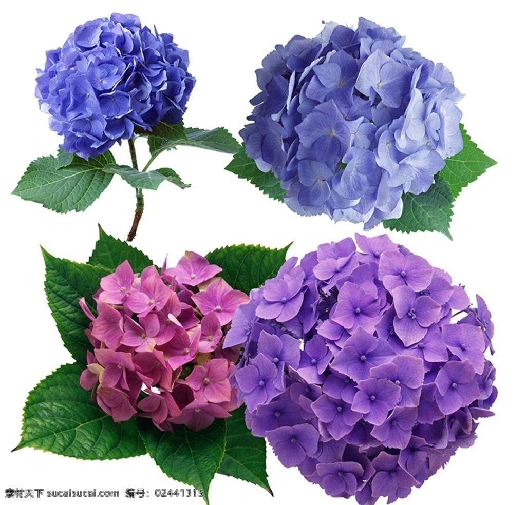 绣球花素材 紫色绣球花 蓝色绣球花 玫红色绣球花 八仙花 紫阳花 花卉植物 分层