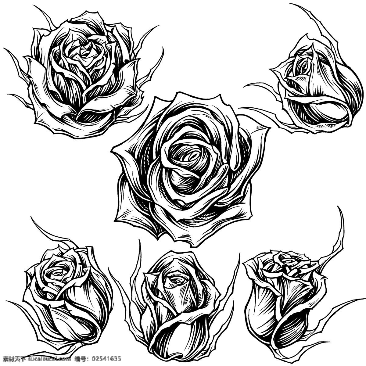 手绘 黑白 玫瑰花 植物 花朵