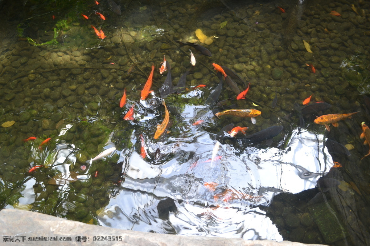 锦鲤 生物世界 鱼 鱼类 池水 金鱼满池 群鱼琢食