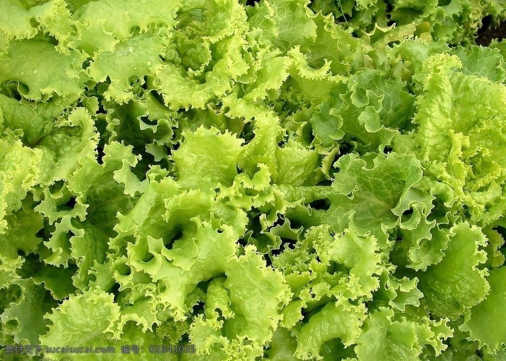 生菜 瓜果 蔬菜 果实 植物 作物 粮食 菜篮子 农场品 农业 蔬菜摄影 生物世界