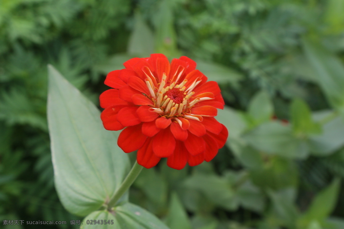 百日草 百日菊 花卉 花朵 花瓣 草花 绿化景观 植物 花儿 花蕊 观赏花卉 生物世界 花草
