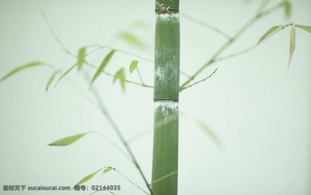 竹子图片 竹子 竹林 竹 君子 节节高 竹海 毛竹 梅兰竹菊 自然景观 自然风景
