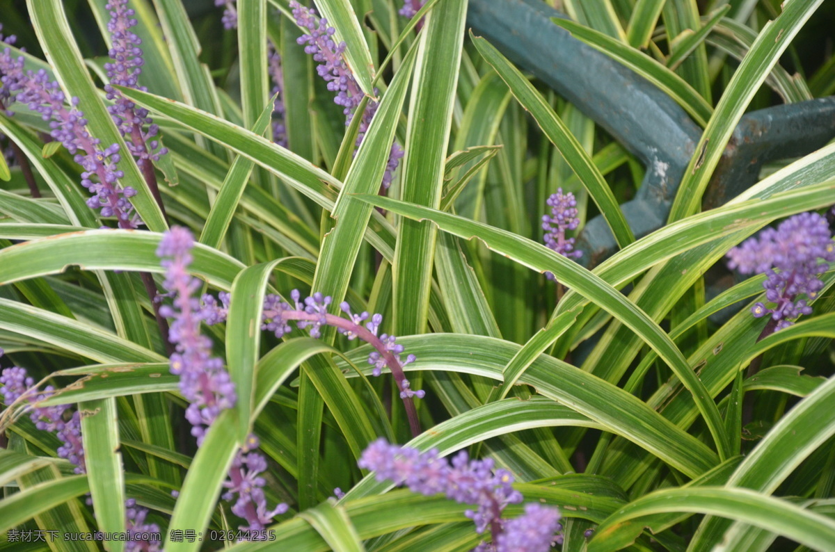 花卉 山麦冬 叶丛生 白边 总状花序 具多花 淡紫色 花卉系列 生物世界 花草