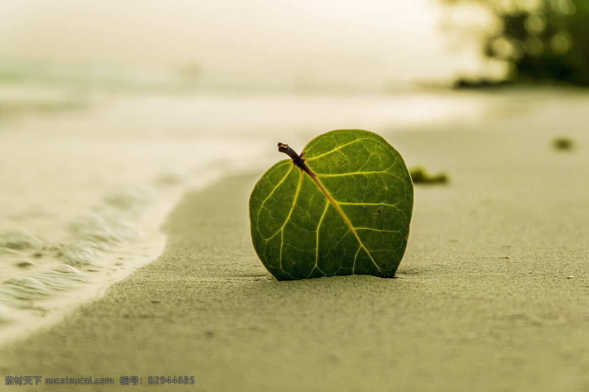 清新 海边 树叶 大全 大海 海滩 沙滩