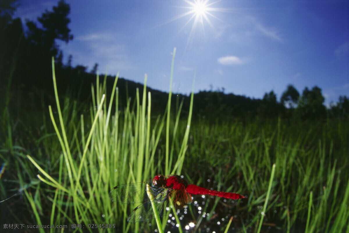 绿叶 上 红 蜻蜓 红蜻蜓 昆虫 特写 微距摄影 花草树木 生态环境 生物世界 野外 自然界 自然生物 自然生态 高清图片 自然 植物 日光 户外 清新 白昼 山水风景 风景图片