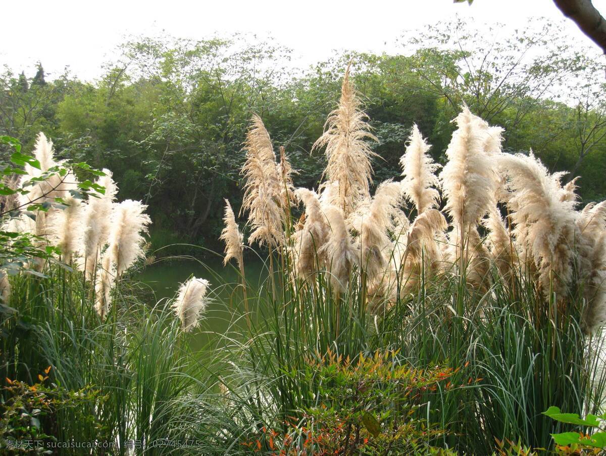 芦苇荡 芦苇 水塘 白色 青色 自然风景 自然景观