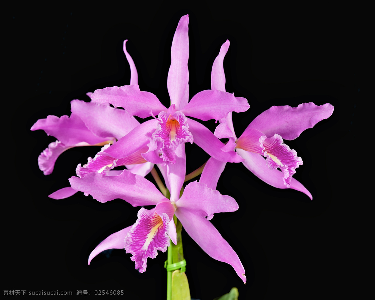 鲜艳 鲜花 鲜艳的鲜花 美丽鲜花 漂亮花朵 花卉 鲜花摄影 花草树木 生物世界