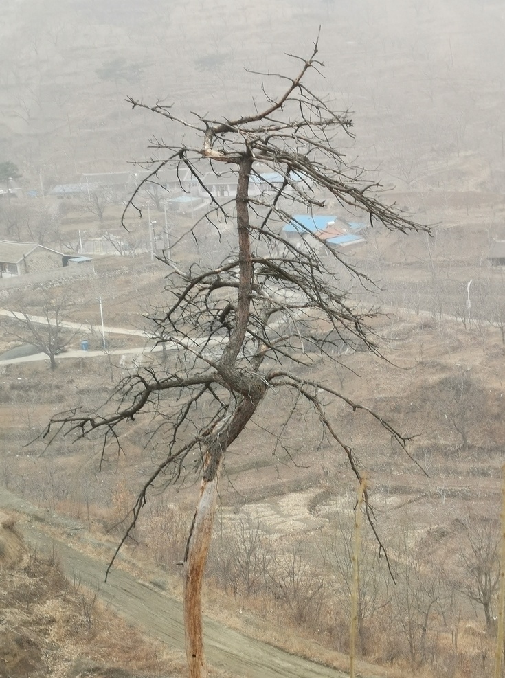 松树 一棵松 山顶 山脉 山峰 高山 天空 蓝天 白云 自然 树木 森林 绿色 王 厂 沟 棒 锤 崖 风景 一角 自然景观 自然风景