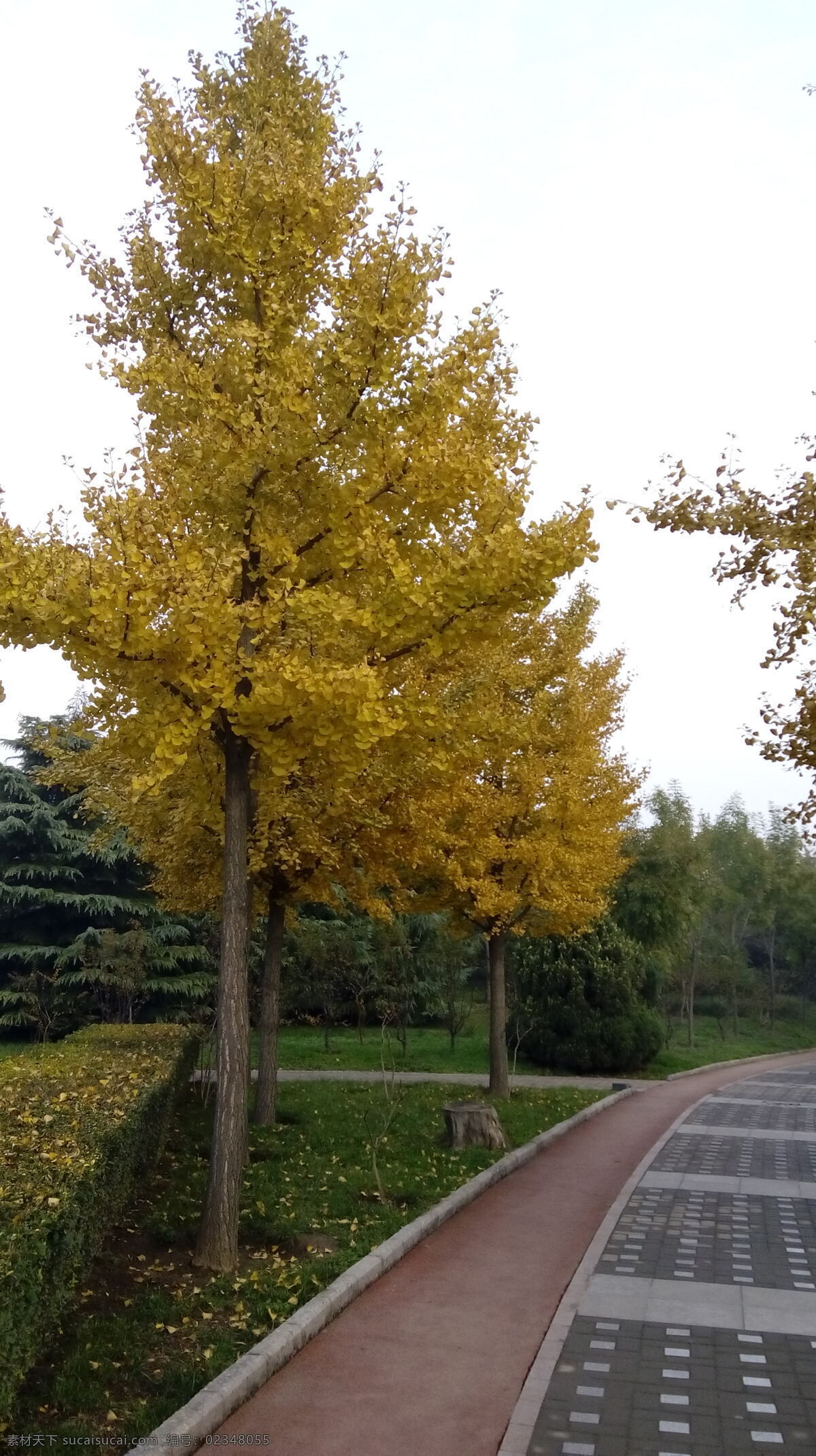 树林 深秋 茂 高大 银杏树 银杏树叶 金黄色 秋天 黄色 自然景观 自然风景