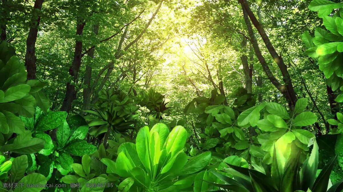 梦幻 绿 光 森林 背景 视频 树林 树叶 绿光 树木