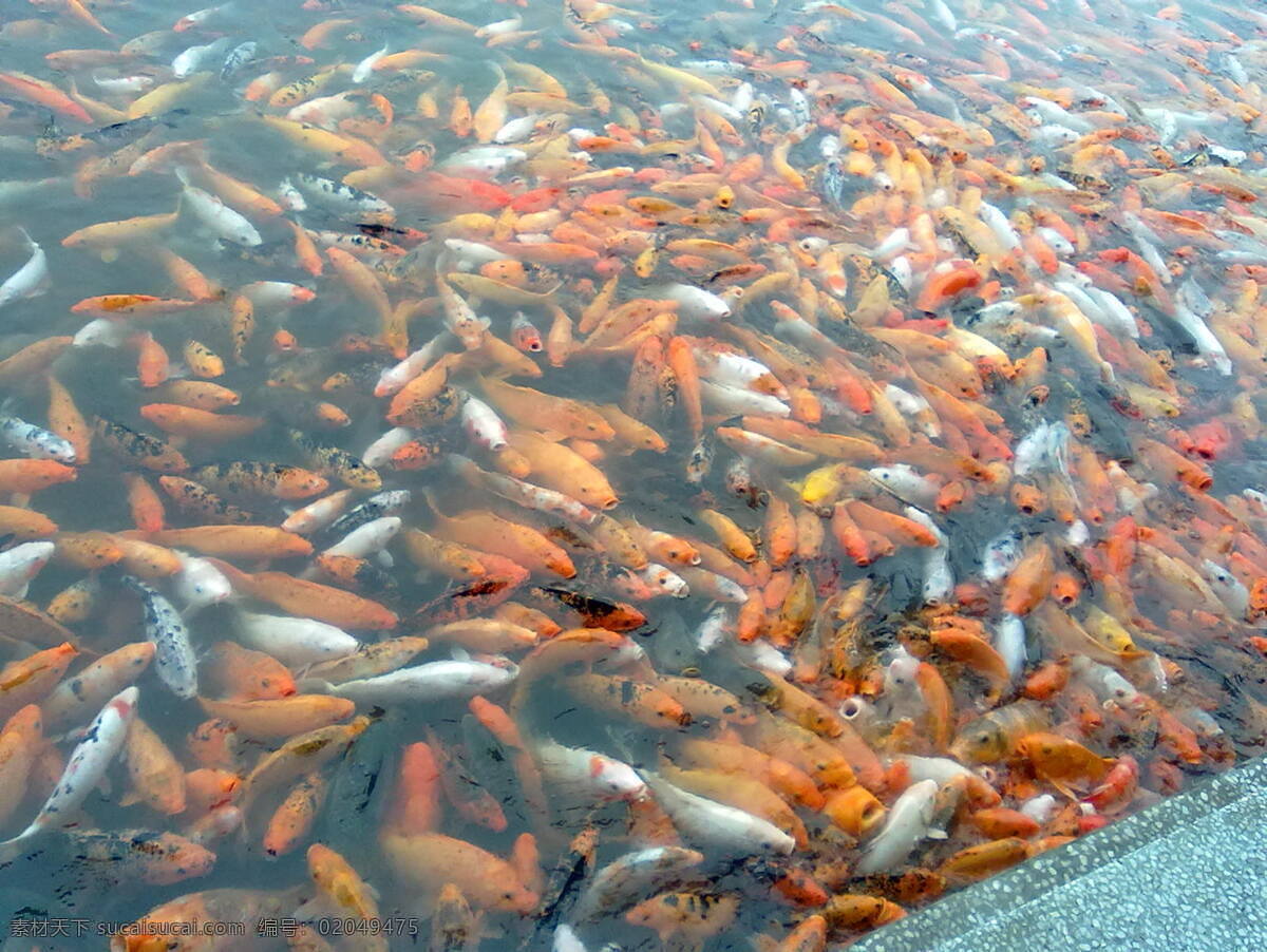 放生 池 鲤鱼 生物世界 鱼类 鱼群 放生池 争游 争食