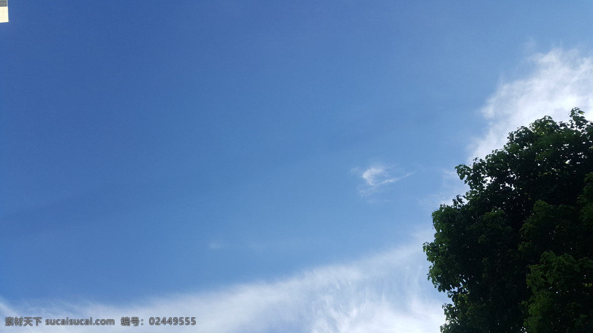酷 爽 七月 树梢 上 蓝天 夏季 夏天 云彩 祥云 卷云 青天 晴天 瓦蓝 湛蓝 蔚蓝 树木 天空 自然景观 自然风景