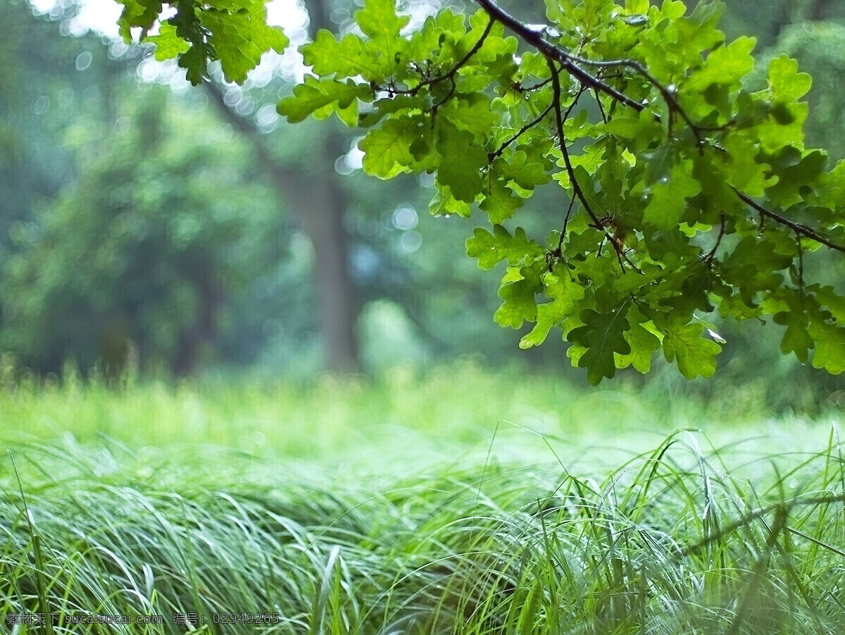 森林照片 保护环境 湿地公园 爱护环保 节能 减排 自然 生态 低碳 环境日 环保日 低碳日 森林 生态环境 园林绿化 森林环保 旅游 探险 山泉水 环境 森林环境 湿地森林 环保 自然景观 自然风景