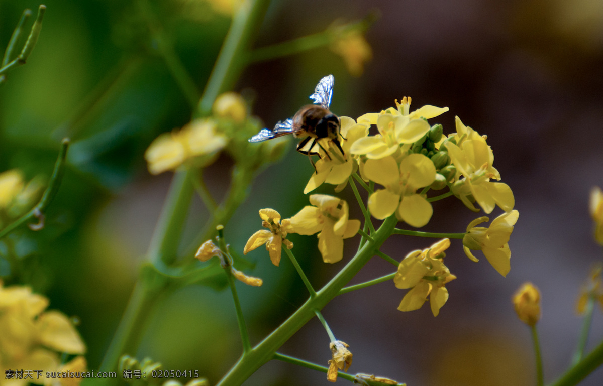 金黄色 油菜花