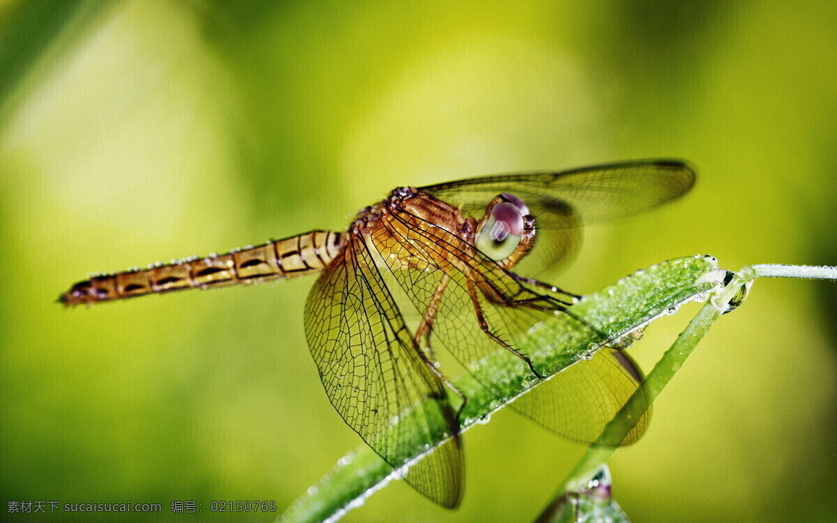 翅膀 虫子 动物 飞行 红色 昆虫 绿色 蜻蜓 夏天 生命 生态 复眼 特写 休息 生物世界 psd源文件