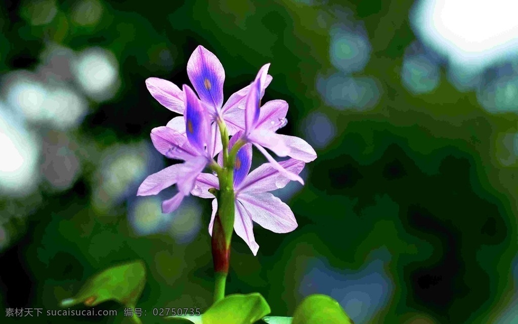 凤眼莲 水浮莲 布袋莲 凤眼蓝 浮瓢 生物世界 花草